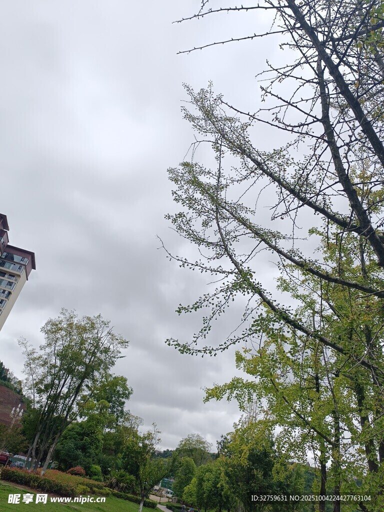 陰天中的樹木與遠處建筑
