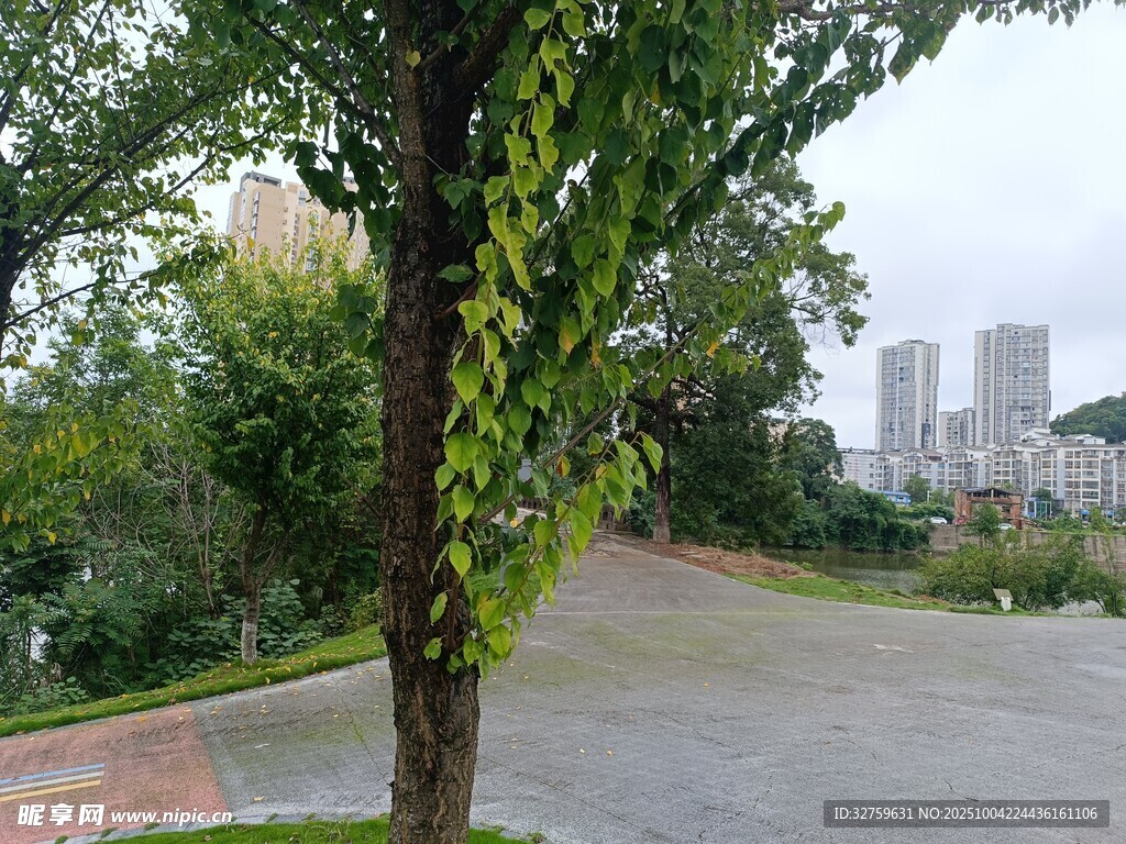 路邊綠樹與遠處城市景觀