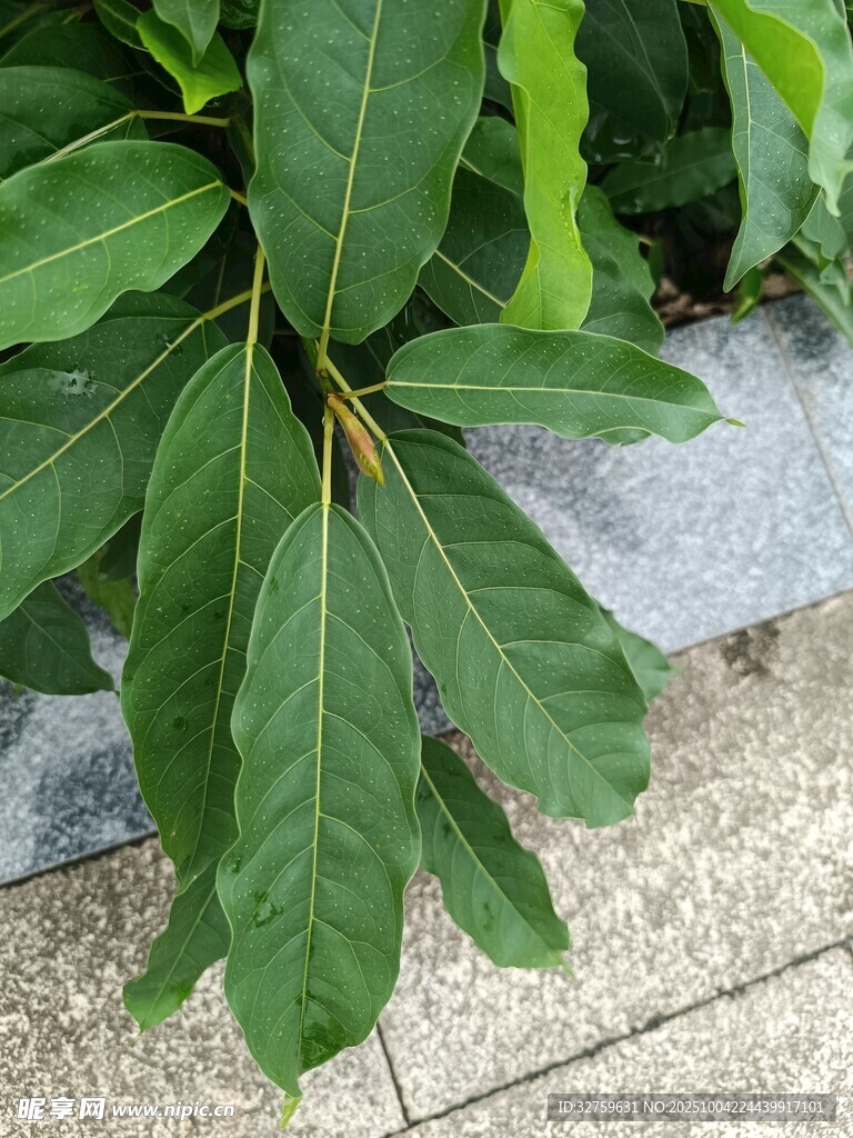 寬大翠綠的植物葉片特寫