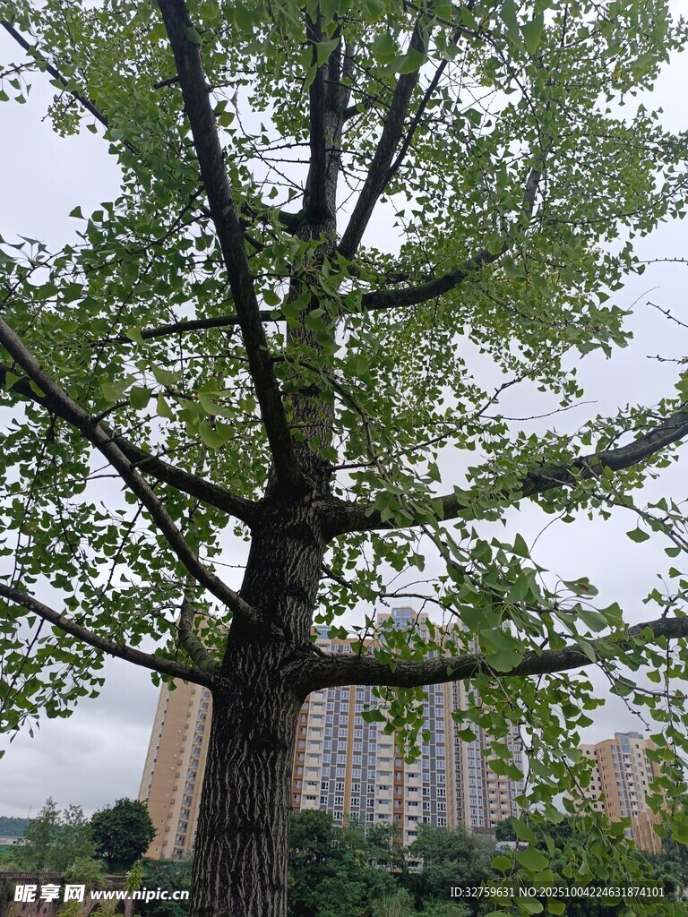 城市中茂盛的高大綠樹