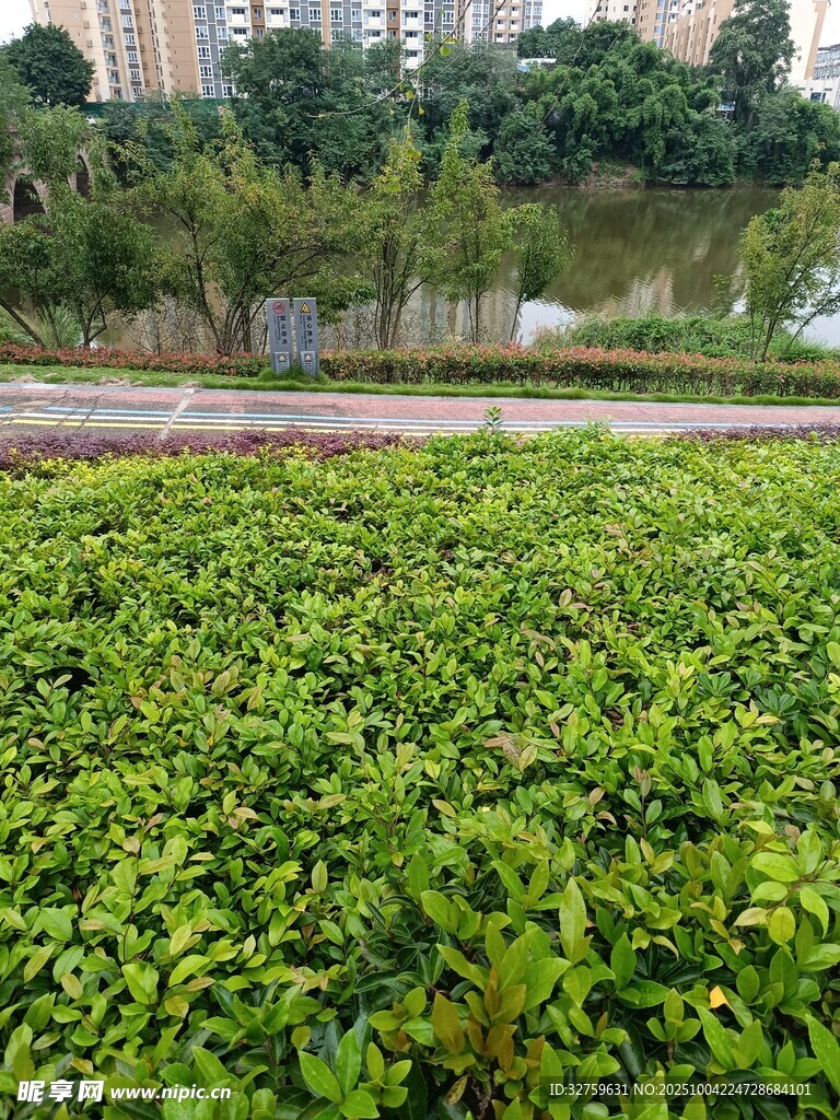 綠意盎然的城市綠植景觀