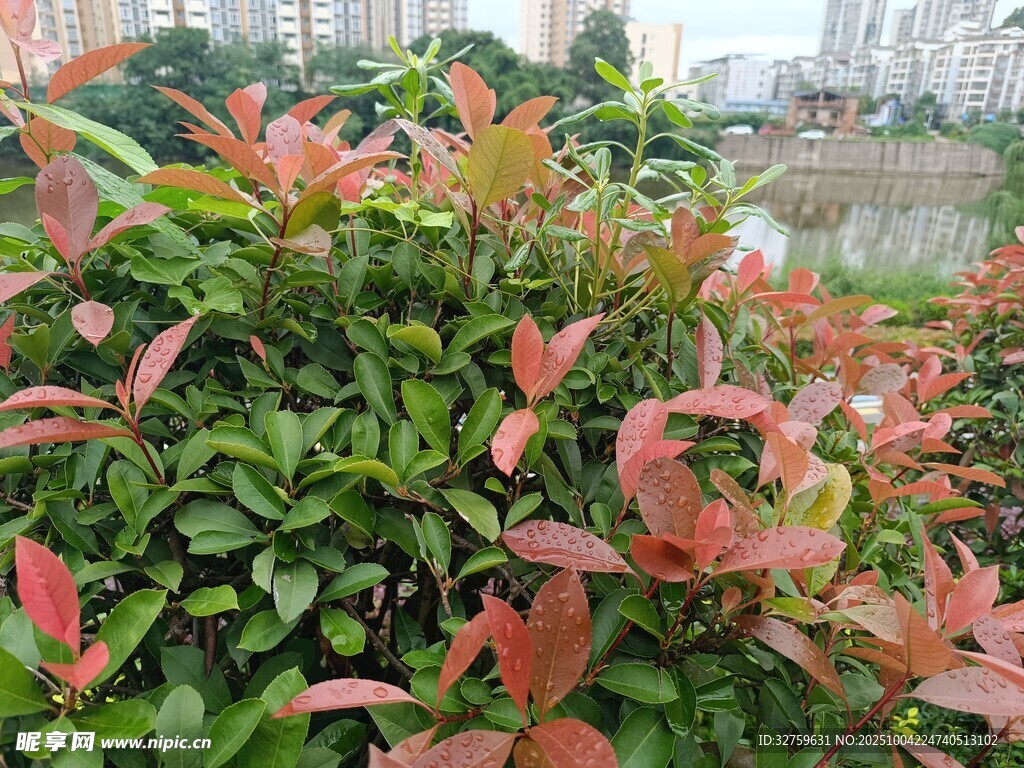 紅葉綠植景觀