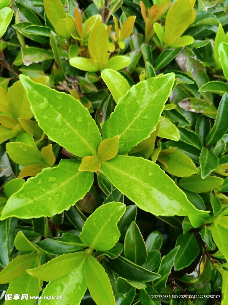 翠綠鮮亮的多彩葉片