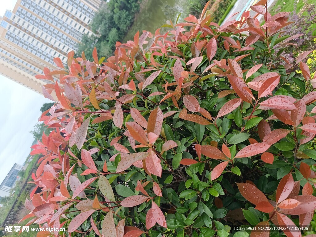 紅葉植物景觀