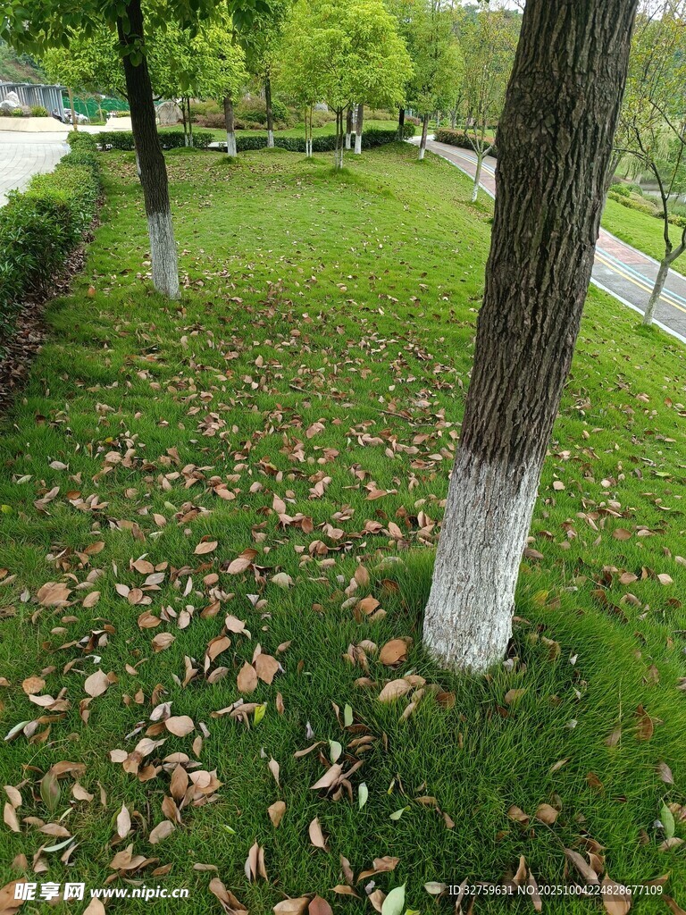 草地樹木間的落葉景致