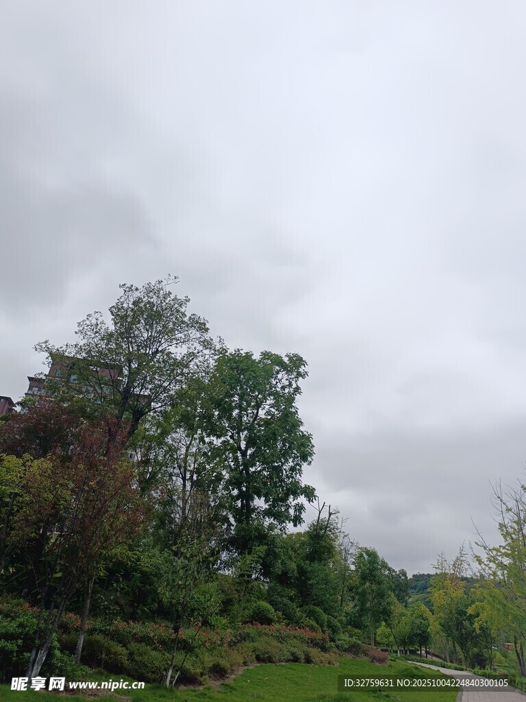 陰天的戶外樹木與草地景觀