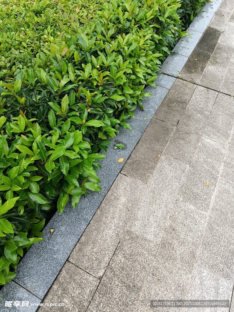 路邊整齊的綠植景觀