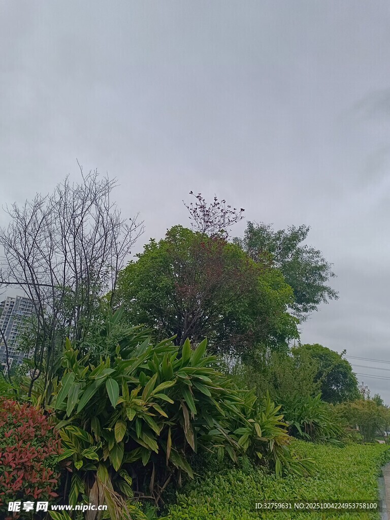 雨中蔥郁的植物景觀