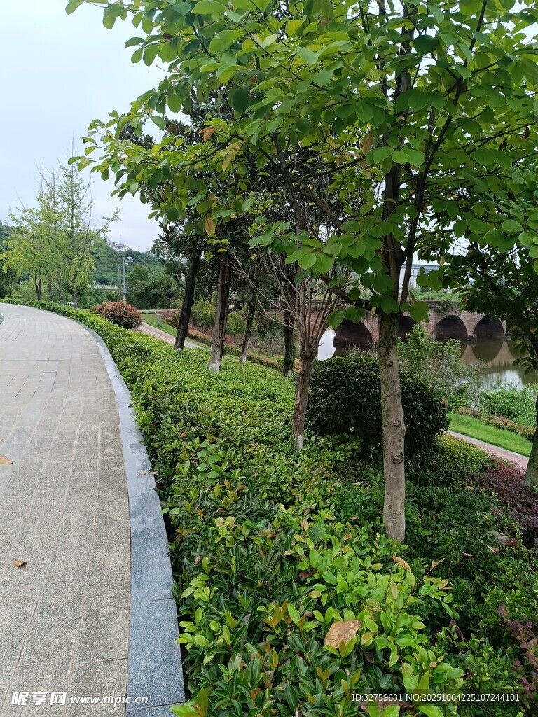 路邊綠意盎然的樹木景觀