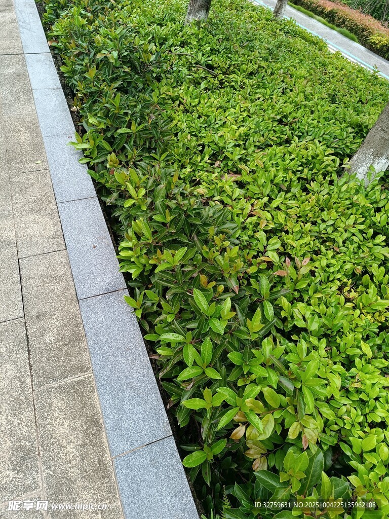 路邊翠綠繁茂的植物景觀