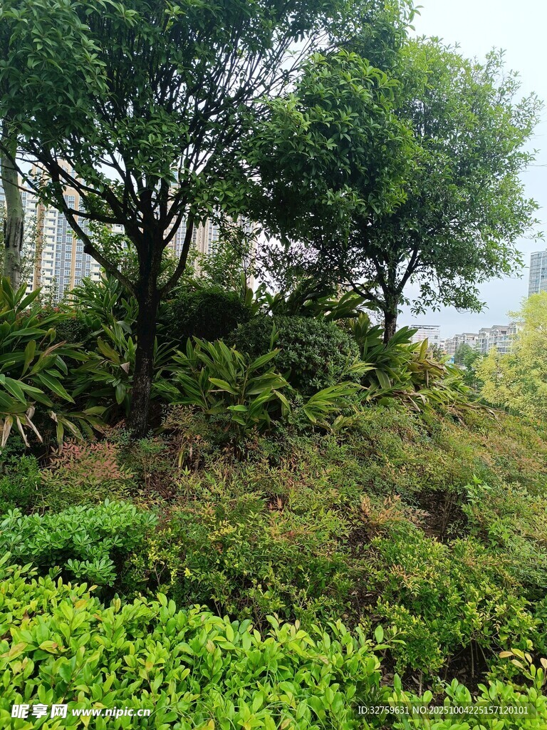 山林間繁茂綠植景觀