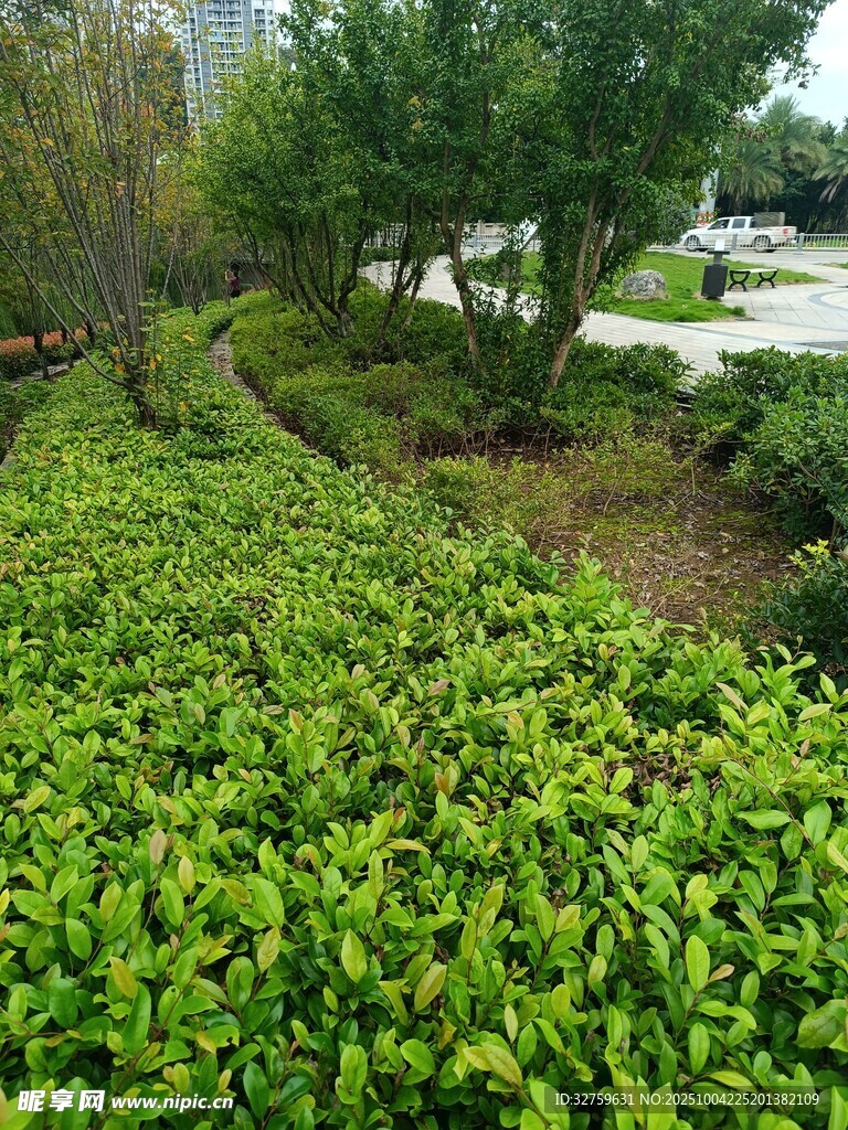 綠意盎然的城市綠植景觀
