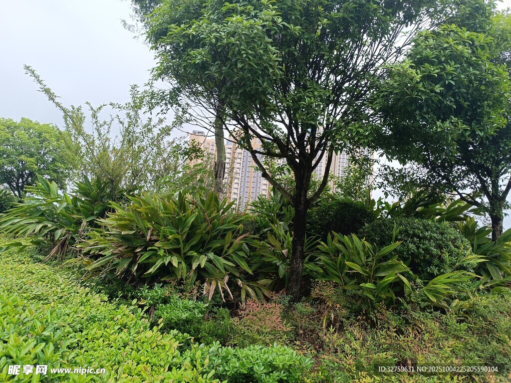 綠意盎然的戶外植物景觀