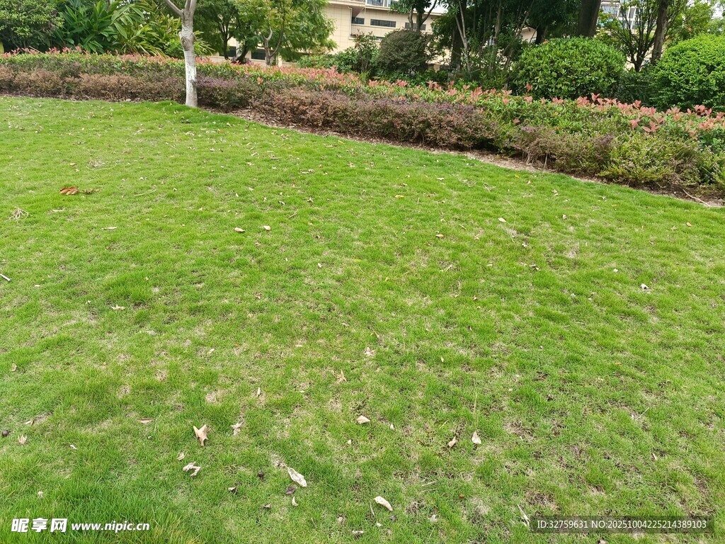 翠綠草坪與周邊綠植景觀
