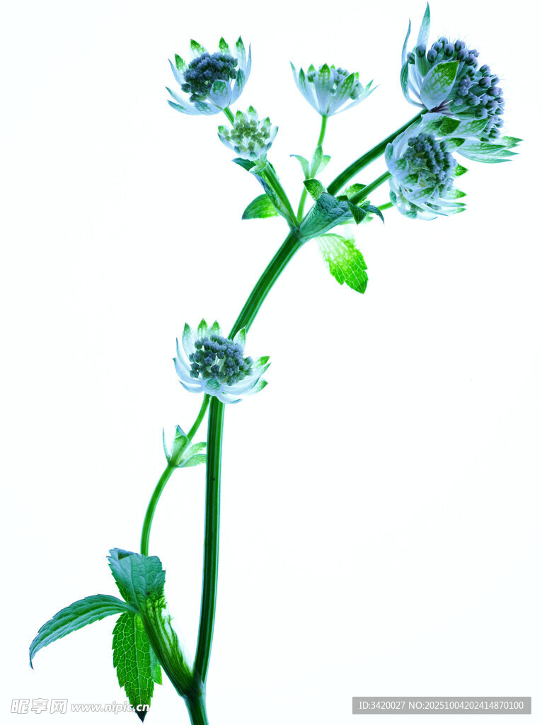 大星芹