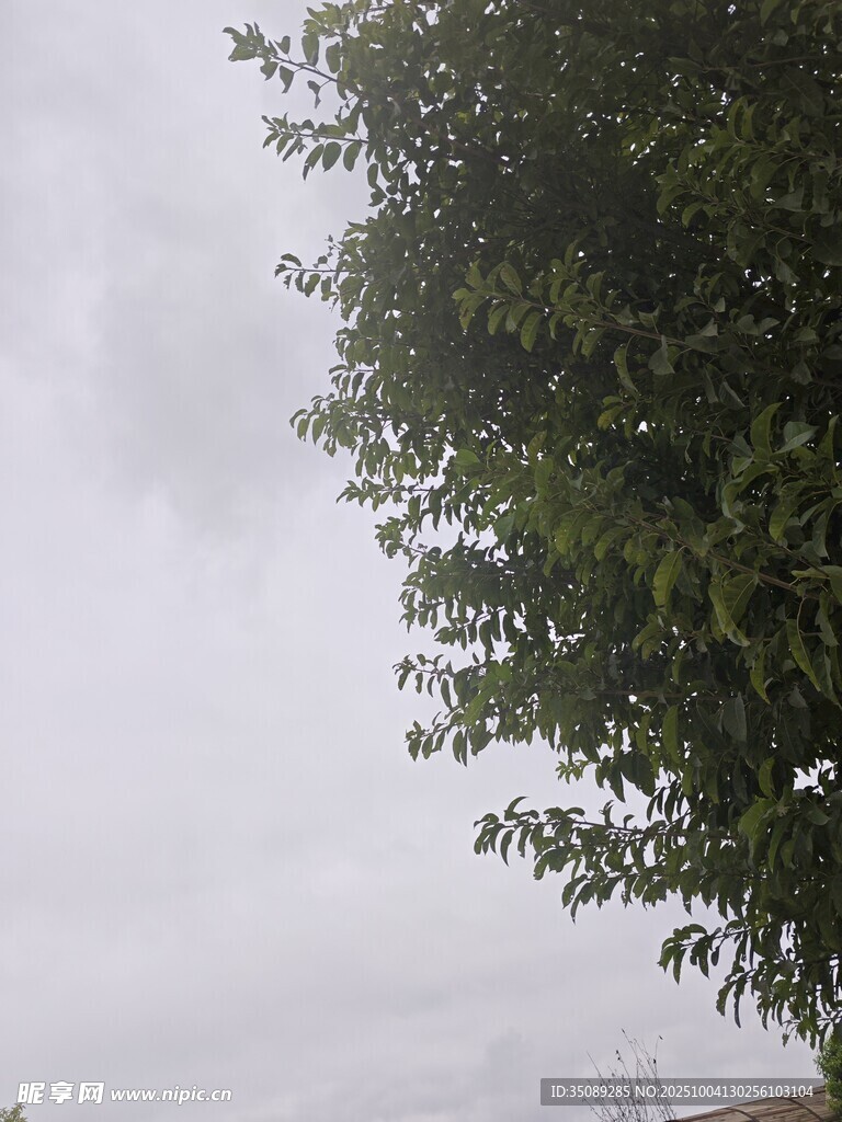 陰天里的蔥郁樹木