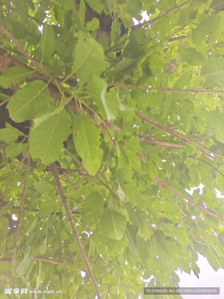 綠葉繁茂的樹(shù)枝