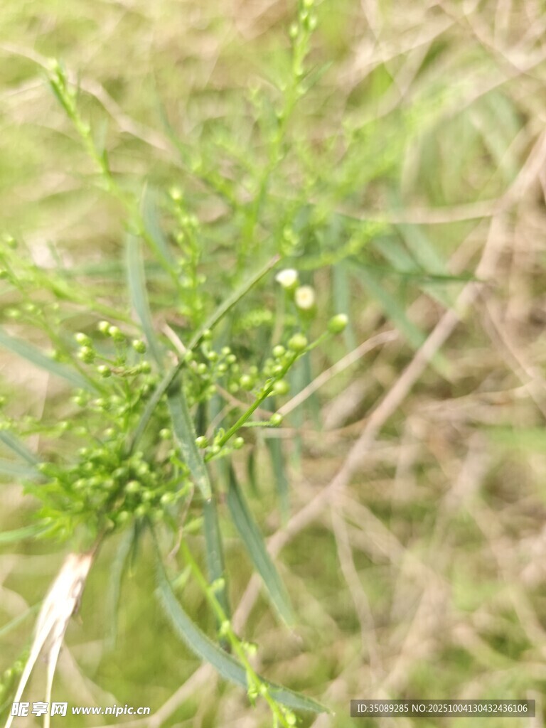 嫩綠草叢中的小植物