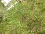 野外茂盛的綠色草地