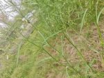 野外繁茂的綠色植物景觀
