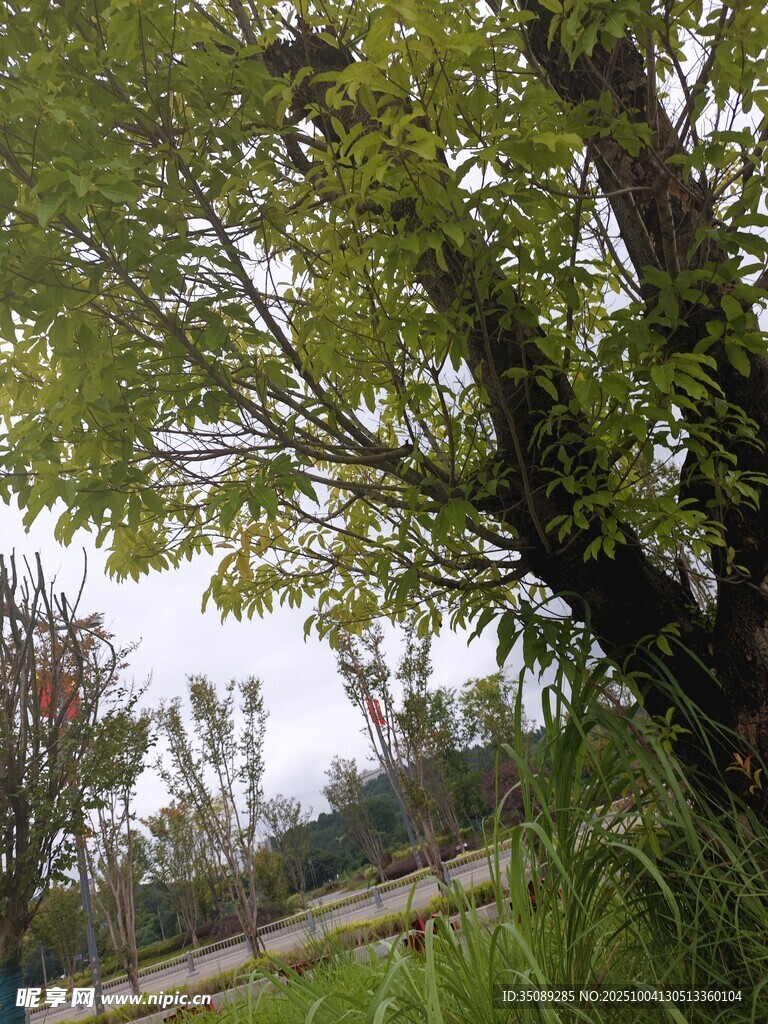 戶外繁茂綠樹與草地景觀