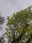 綠樹映灰天