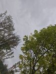 狂風(fēng)中的綠樹與枯樹