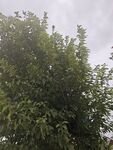 茂盛綠樹展現(xiàn)自然生機