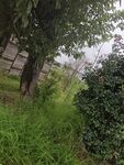 庭院綠植景觀
