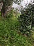 雨中蔥郁草木的自然景致