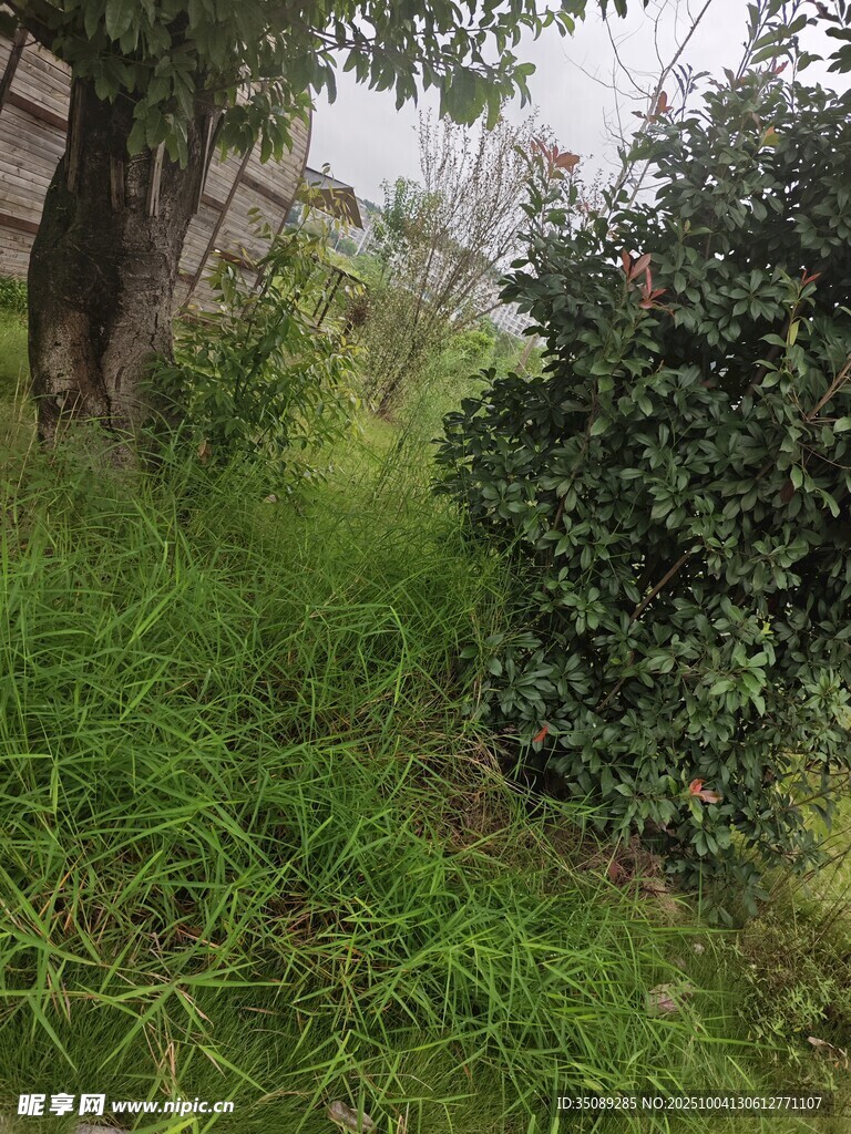 雨中蔥郁草木的自然景致
