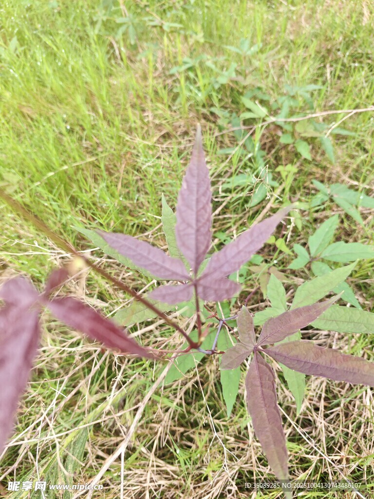 紫色葉片植物特寫(xiě)