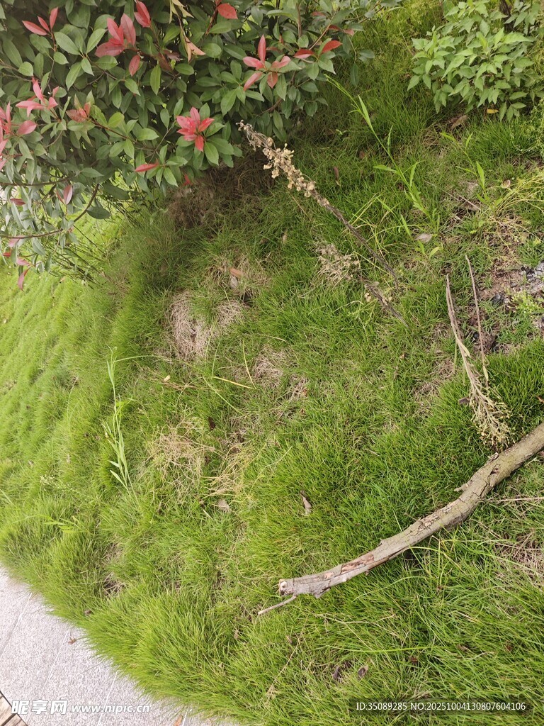 青苔覆蓋的地面與綠植
