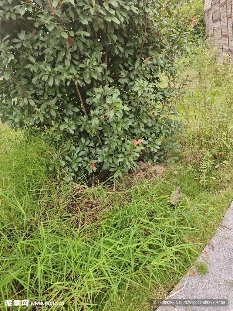 路邊綠意盎然的灌木與草地