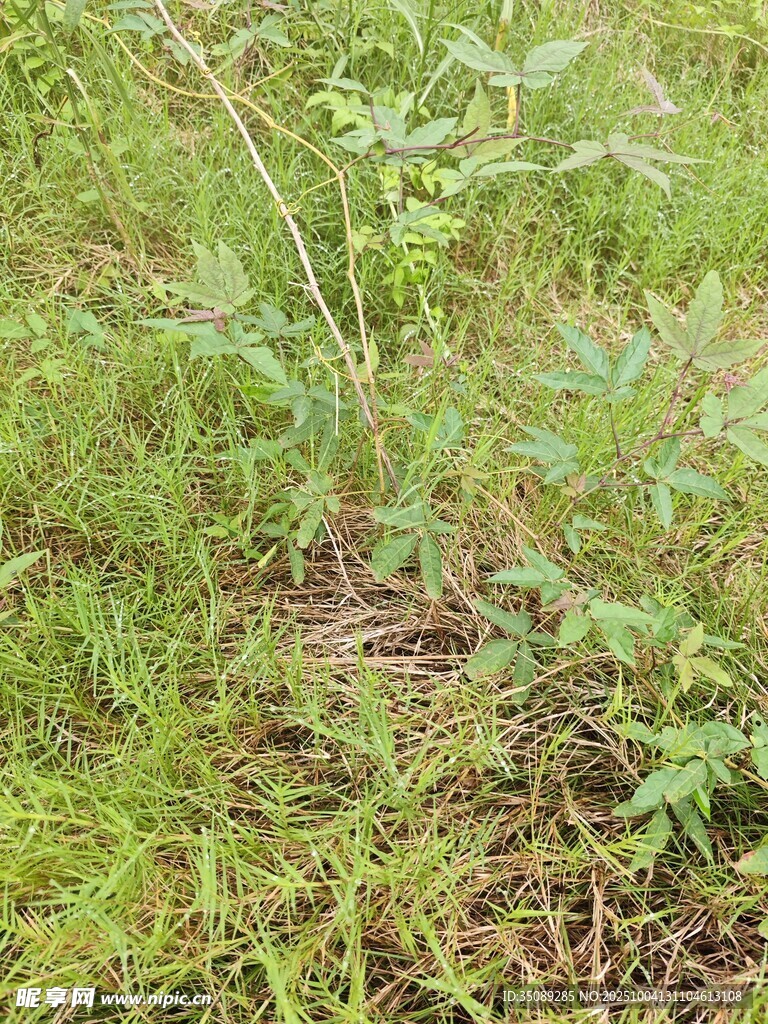 田野中的綠色植物