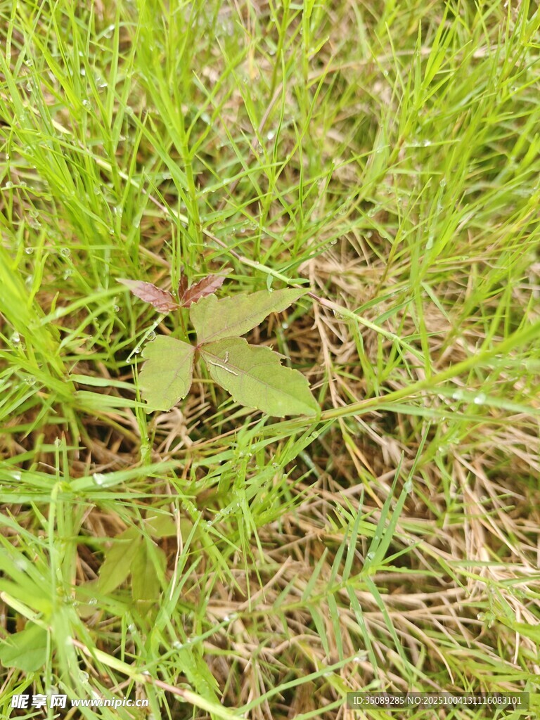 草叢中的三葉草