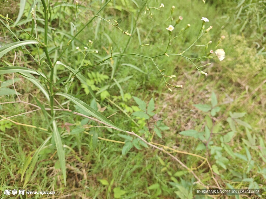 野外繁茂的綠色草地景象
