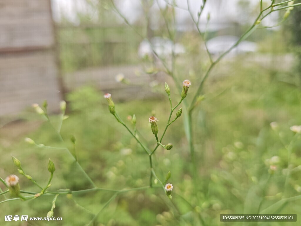 野外嫩綠植物特寫(xiě)