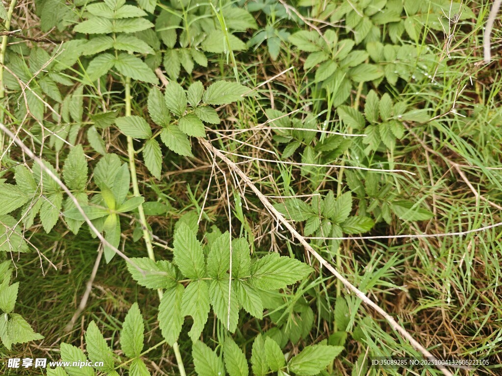 繁茂綠植展現(xiàn)自然生機(jī)