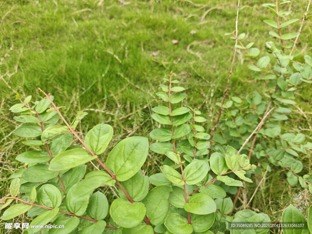綠葉叢生的植物景觀
