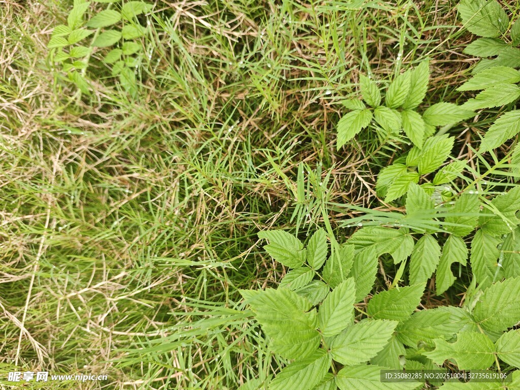 草地中的嫩綠植物