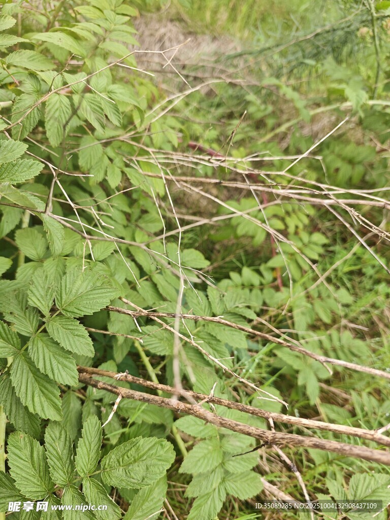 繁茂綠植與交錯(cuò)枝條