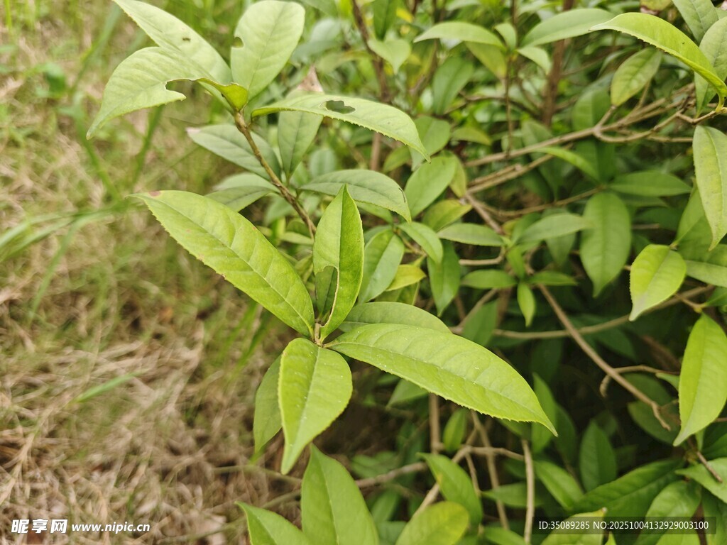 嫩綠葉片的清新植物