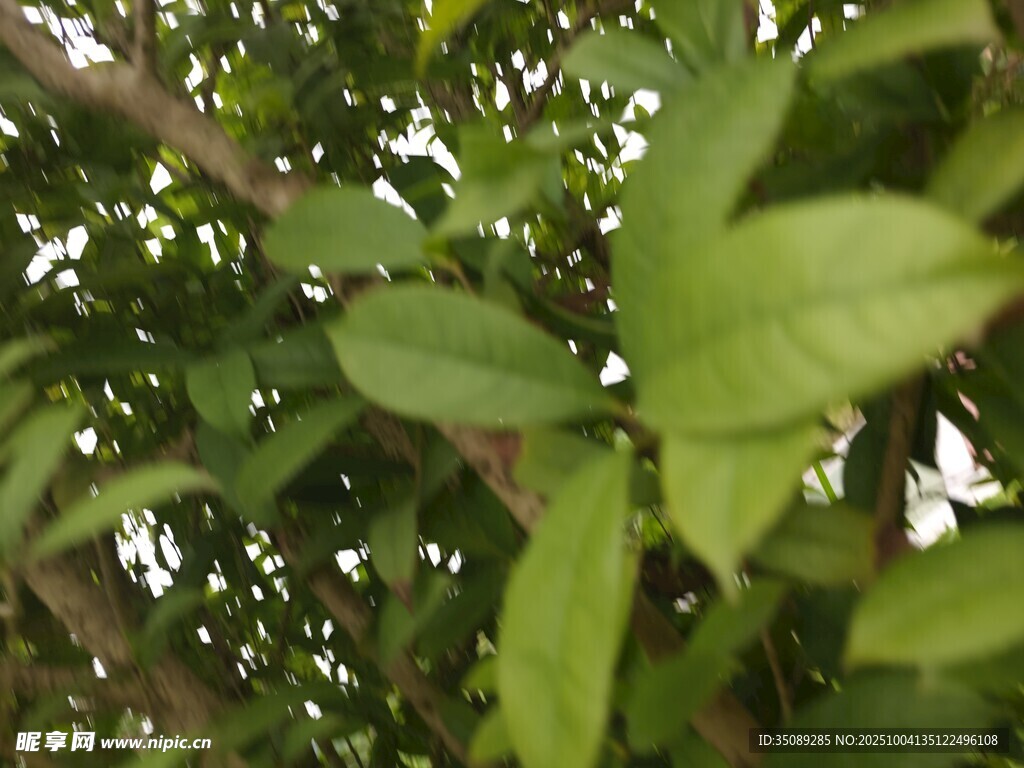 綠葉繁茂的樹(shù)枝景象