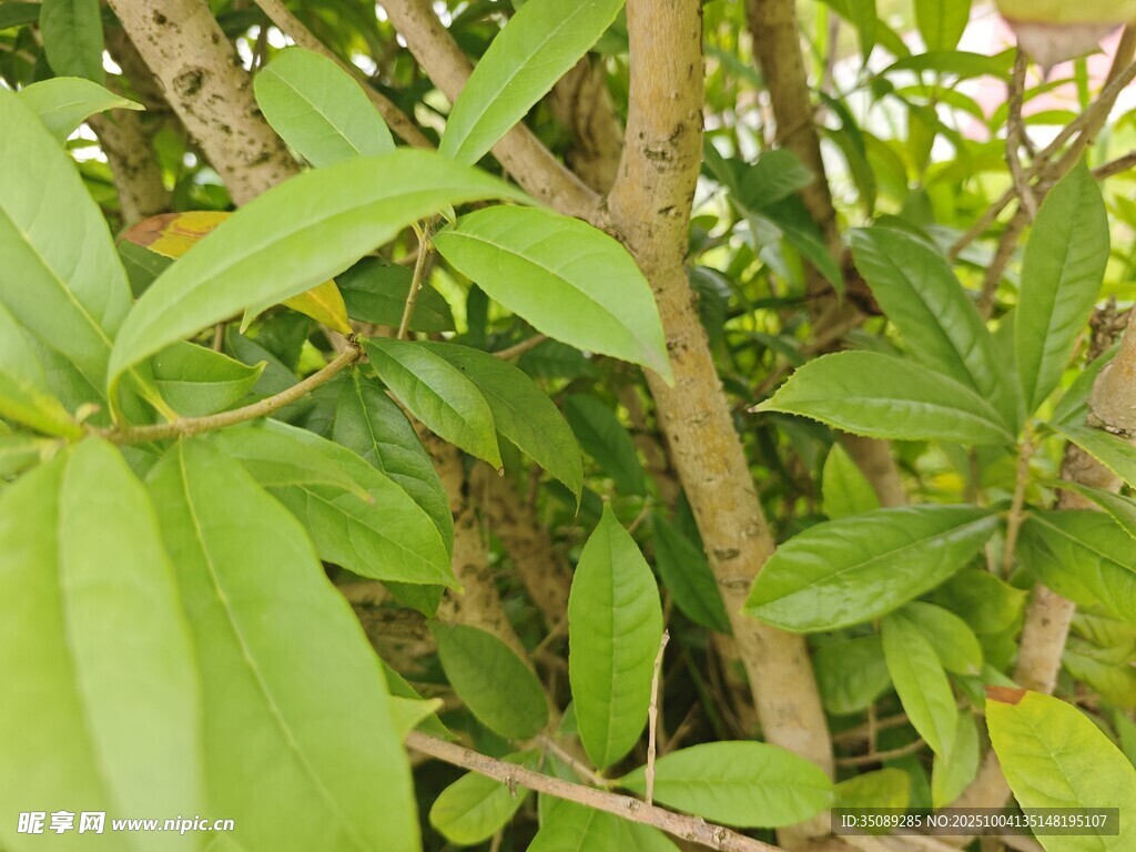 綠葉繁茂的植物枝干