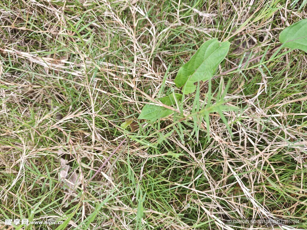 地面上的雜草與枯葉