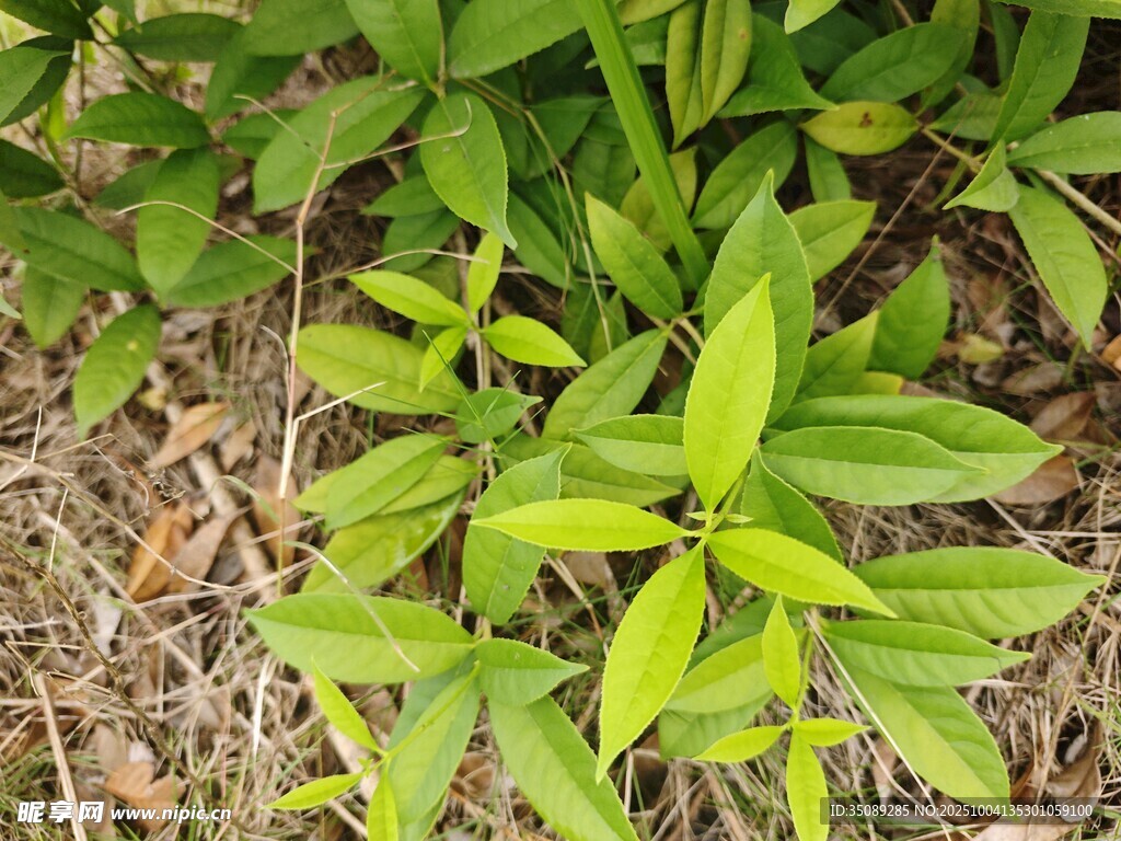 嫩綠植物生長于地面
