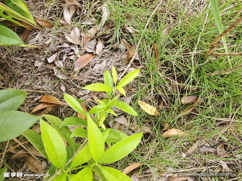 嫩綠植物生長(zhǎng)于草地間