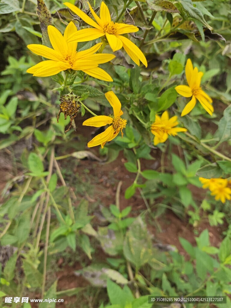 野外綻放的黃色小花