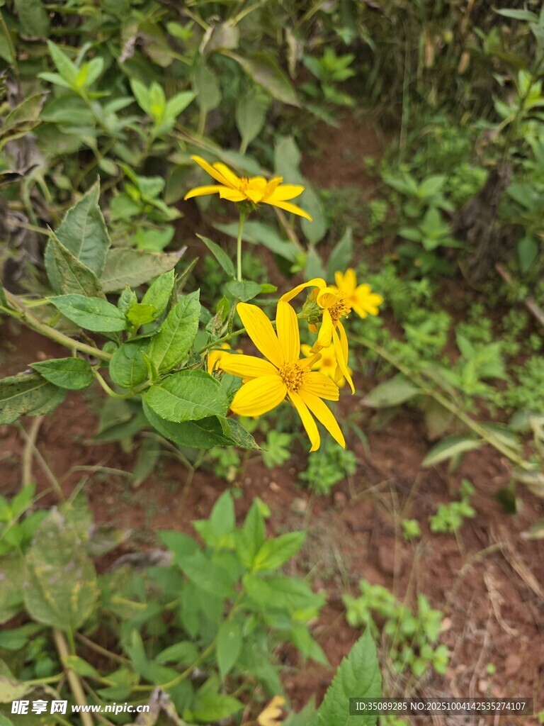 野外綻放的黃色小花